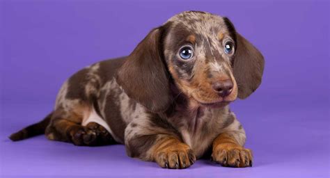 Dapple Dachshund – They Are Not Just A Pretty Coat Color