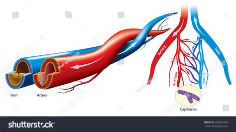 Artery And Vein Structure Stock Vector 465623909 : Shutterstock