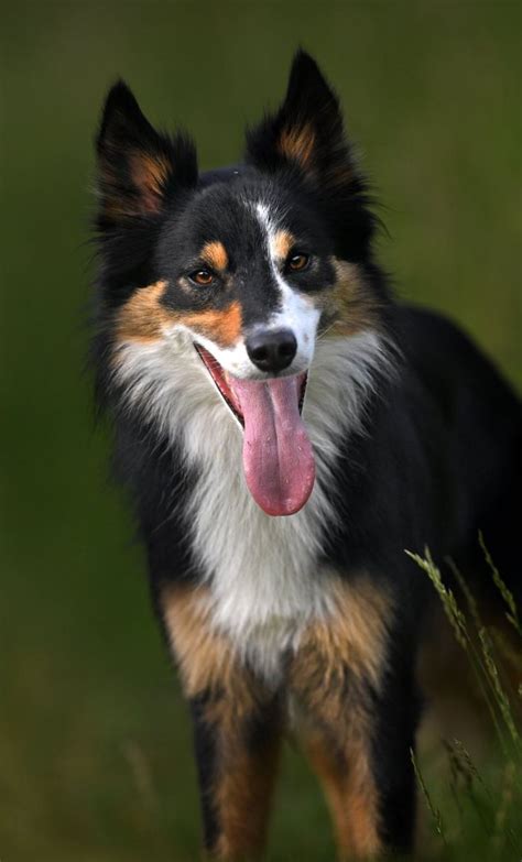 Border Collie Tri Color Dog Photography | Border collie, Dog ...