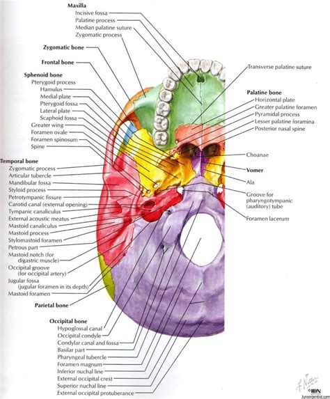 Structures passing trough Foramen of skull | Foramen of Skull