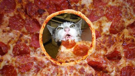 Is Pizza Safe For Cats? - Purrfect Love