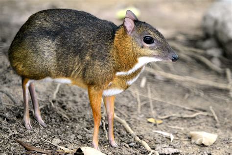 Java Mouse Deer Facts - CRITTERFACTS