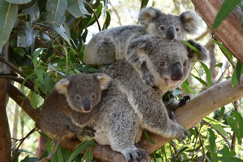 KOALA HOSPITAL TO DEVELOP WORLD FIRST KOALA BREEDING PROGRAM