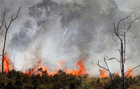 5 Kebakaran Hutan Terparah di Indonesia, Ada Faktor El Nino dan Kemarau ...