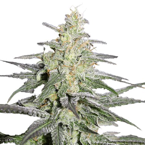 Super Silver Haze Seeds | USA Cannabis Seeds