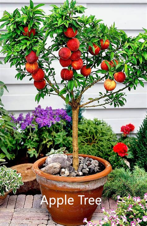 10 Best Fruits to Grow in Your Pots - Home Gardeners