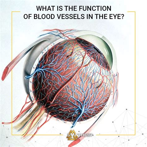 What is the function of blood vessels in the eye? | by Synthesit | Medium