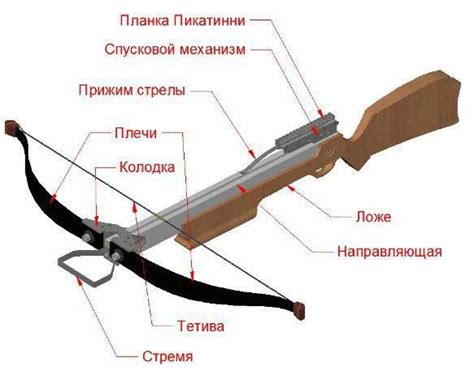 Anatomy Of A Crossbow - Anatomy Reading Source