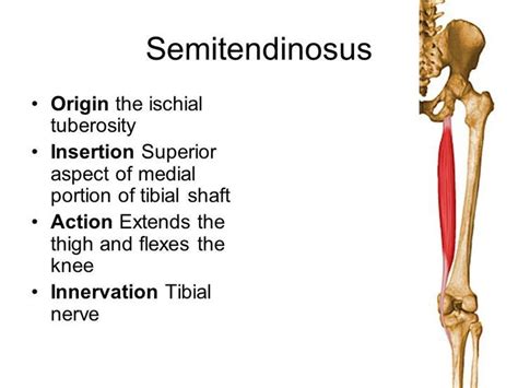 semitendinosus origin and insertion - Google Search | Muscle anatomy ...