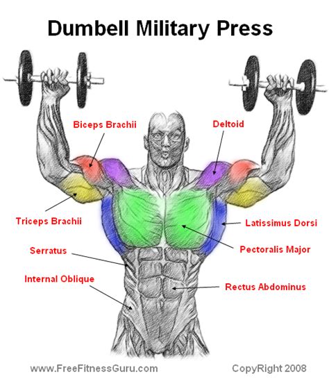 FreeFitnessGuru - Dumbell Military Press Anatomy | Dumbell workout ...