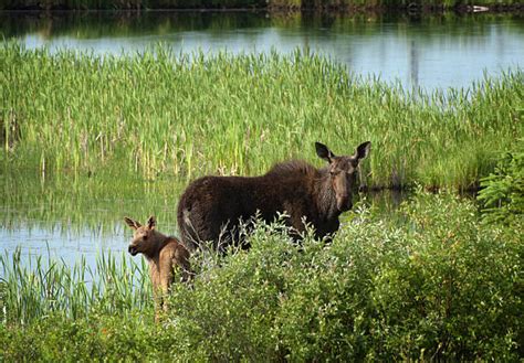 Riding Mountain National Park Stock Photos, Pictures & Royalty-Free ...