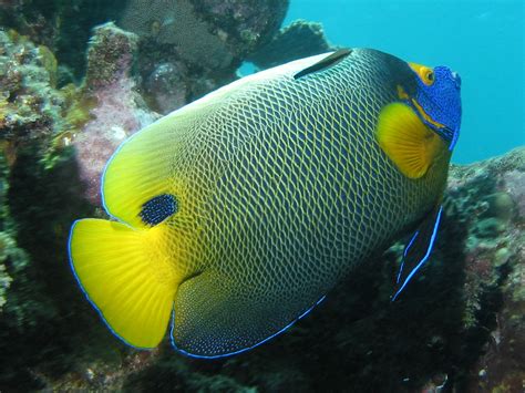 Angelfish Wallpaper