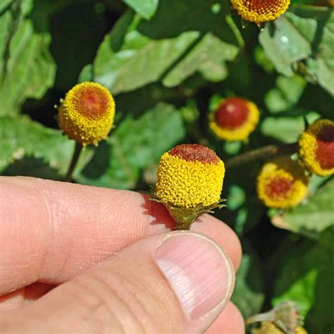 Toothache Plant / Szechuan Buttons / Electric Daisy Seeds | Terroir Seeds