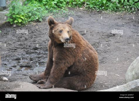 The animals of the zoo of Skansen Stock Photo - Alamy