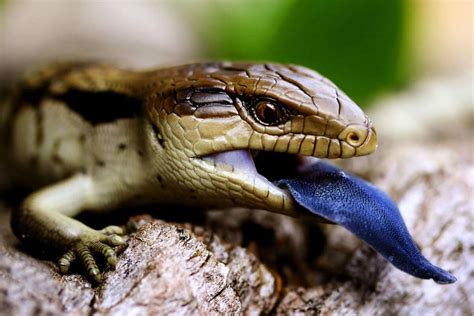 Blue Tongue Lizard Melbourne | Reptile Shop Western Suburbs