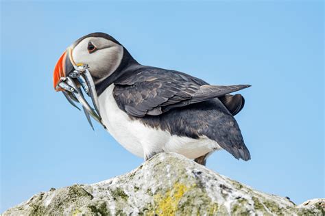 Birds of the Arctic Guide | Expeditions Online