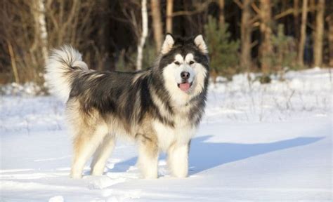 10 Best Dog Breeds for Cold Weather: Canines For Cold Climates ...