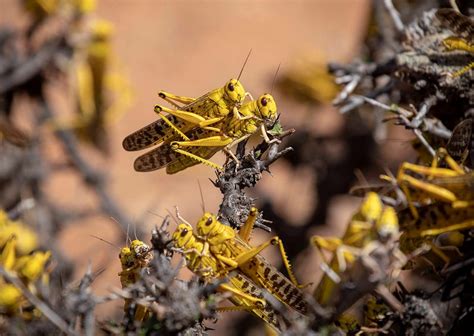 Locust Swarms in Africa: What You Need to Know - USAID/OFDA - Medium