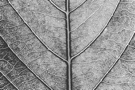 Share more than 76 leaf texture drawing best - xkldase.edu.vn