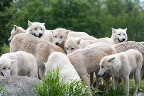 Arctic Wolf pack - ZooChat