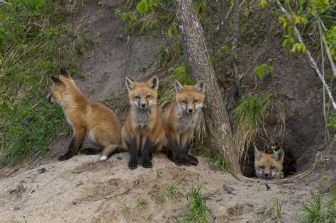 Fox Facts, Types, Classification, Habitat, Diet, Adaptations