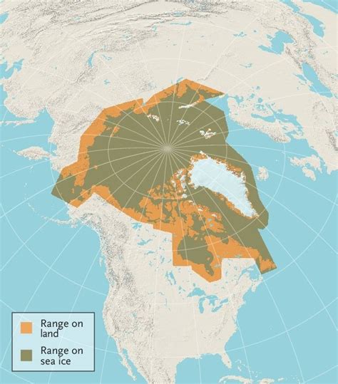 Polar Bear Habitat Map