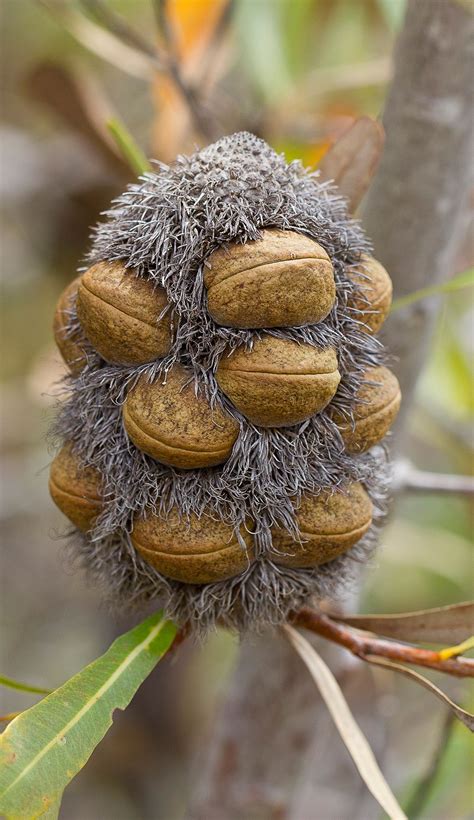 Banksia seed head | Seed pods, Organic seeds, Fruit plants