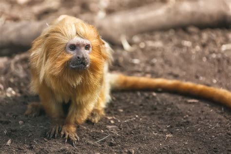 30 fascinating facts about primates