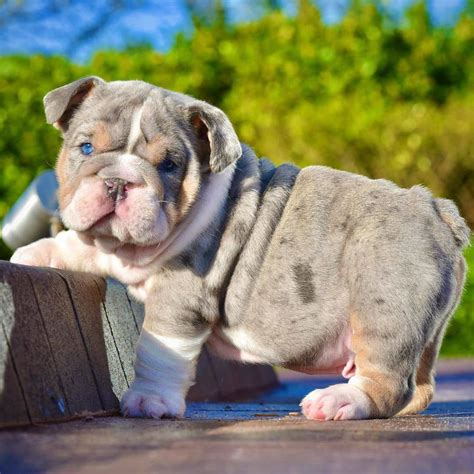 Exotic English Bulldog Puppies for sale CALL/TEXT ...