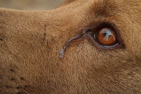 5 Types Of Dog Eye Discharge | PetCareRx