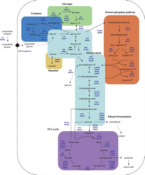 Carbohydrate Metabolism