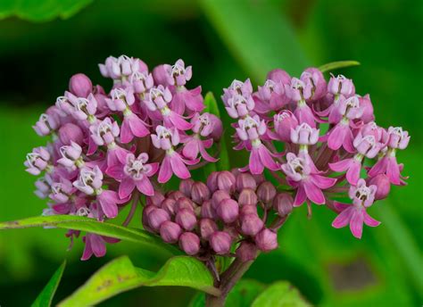 Pink Milkweed in 1 Gallon Pot – Fraser Valley Rose Farm