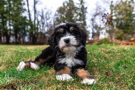 Bernedoodle Colors: Most Common, Most Expensive, And The Rarest