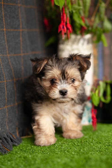 Incredible Morkies – Kellys Kennels