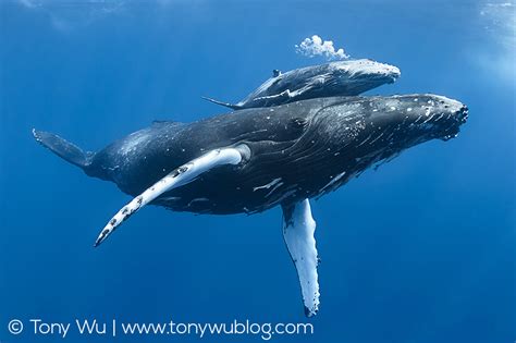 Injured Humpback Whale Calf Blowing Bubbles | Limited Edition Print