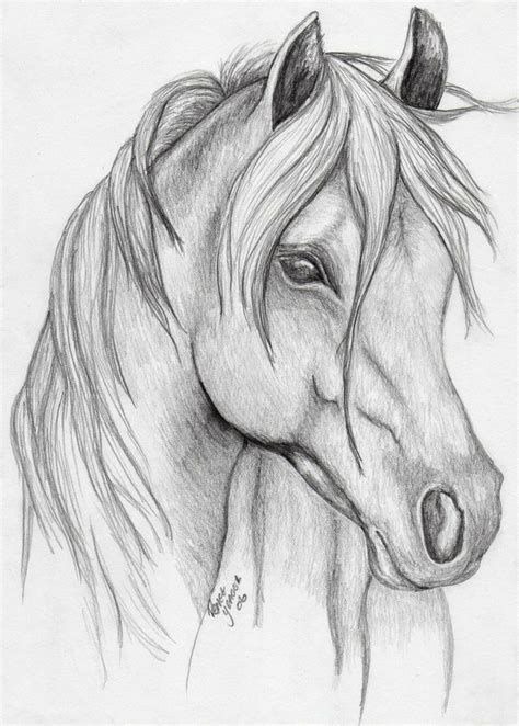 Horse sketch | Dibujo de caballos, Dibujos faciales, Caballos a lapiz