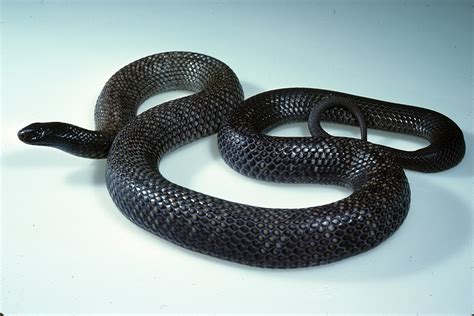 Are Black Garden Snakes Poisonous | Fasci Garden