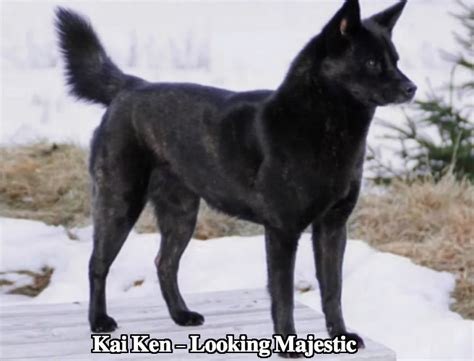 Kai Ken Dog Breed Temperament Diet And Training - Platpets - Training ...