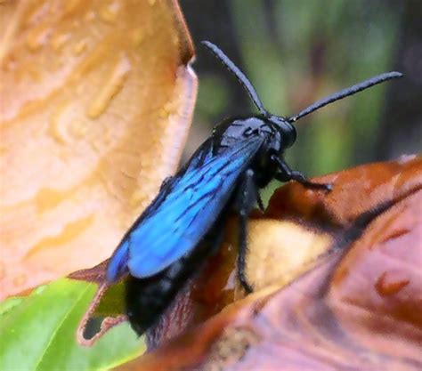 Blue Flower Wasp from Australia - What's That Bug?