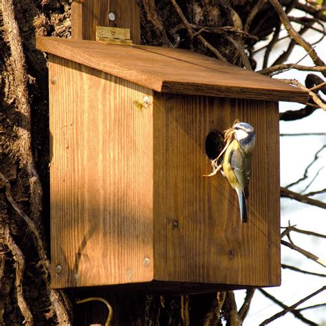 How to build a bird box | Bird garden, Bird house, Bird