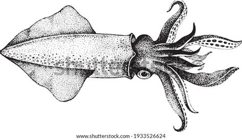 42,391 Squid Stock Vectors, Images & Vector Art | Shutterstock