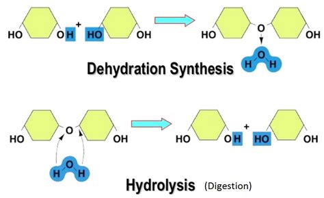 dehydration synthesis / hydrolysis Chemistry Basics, Study Chemistry ...