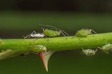 How to Control Aphids on Roses | Gardener’s Path