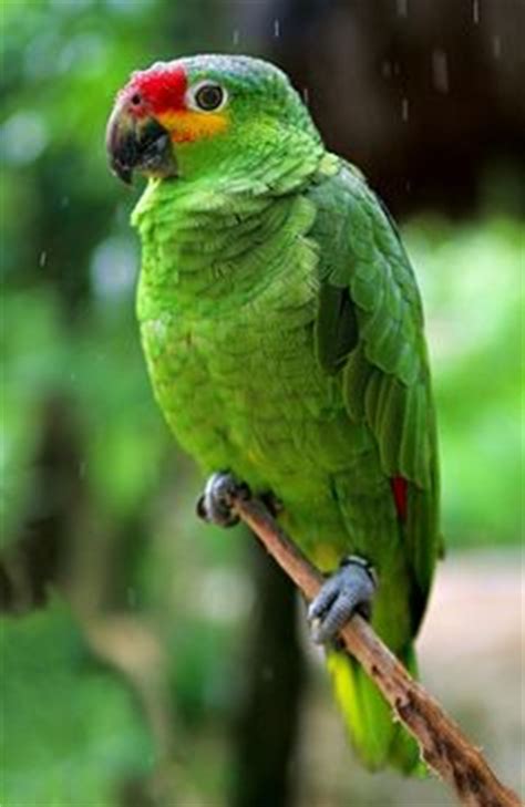 25 Red-lored Amazon ideas | amazon parrot, parrot, amazon