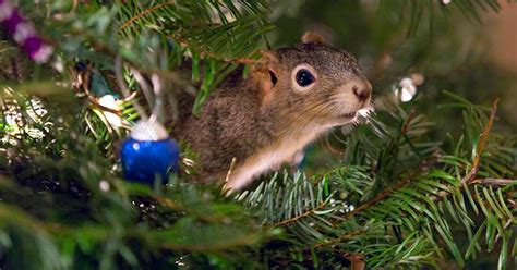 Couple Saves A Squirrel And Now It Lives In Their Christmas Tree ...