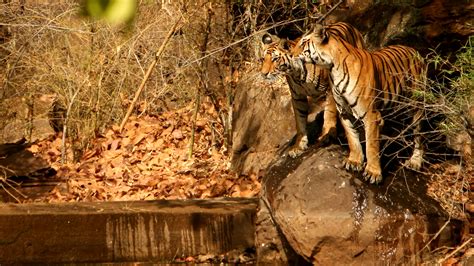 Jeep Safari | Wildlife Spotting | Chitwan | andBeyond