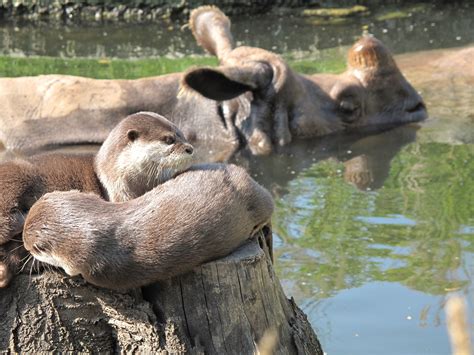 gray and white otter free image | Peakpx