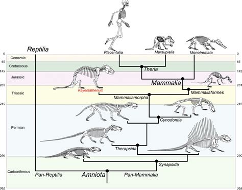 Evolutionary Tree [IMAGE] | EurekAlert! Science News Releases