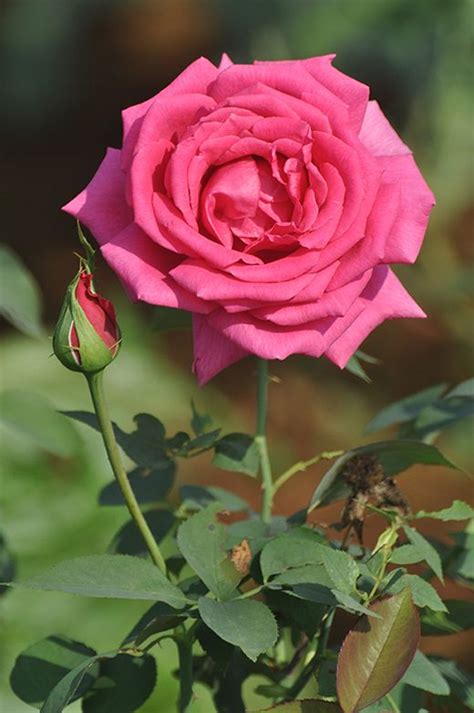 gulab ka phool hd wallpaper check out gulab ka phool hd | Rose flower ...