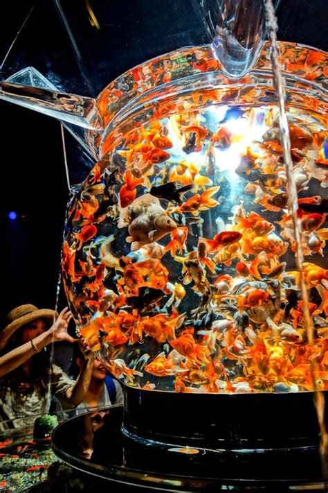 art aquarium 2012 in Tokyo, Japan | Beautiful fish, Goldfish, Cool fish ...